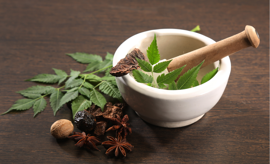 10 powerful ayurvedic herbs and their uses